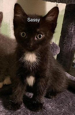 Rochester NY Domestic Shorthair Meet Sassy A Pet For Adoption