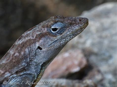 Aruban Whiptail Lizard Female Project Noah