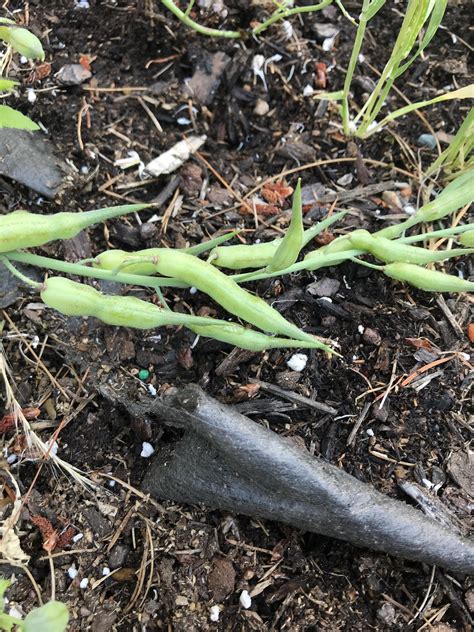 Are these edible (radish) : r/garden