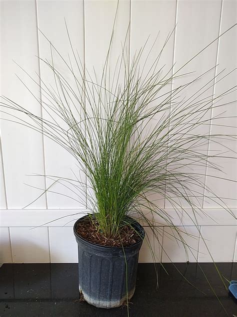 Pink Muhly Grass Plantvine