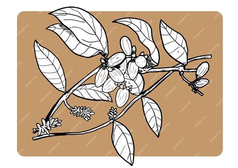 Premium Vector Vintage Melinjo Illustration