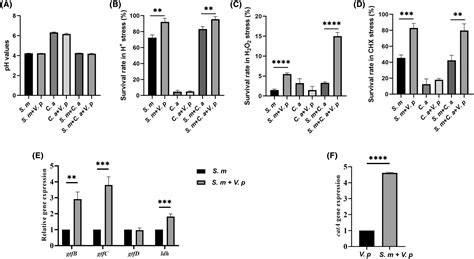 Veillonella Parvula Promotes Root Caries Development Through