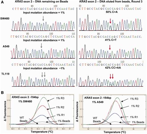 Kras Mutation Enrichment Kras Exon Enrichment Following Three Rounds