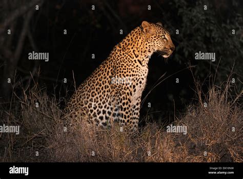 Seitenansicht Des Gefleckten Leoparden In Der Nacht Sands Nature