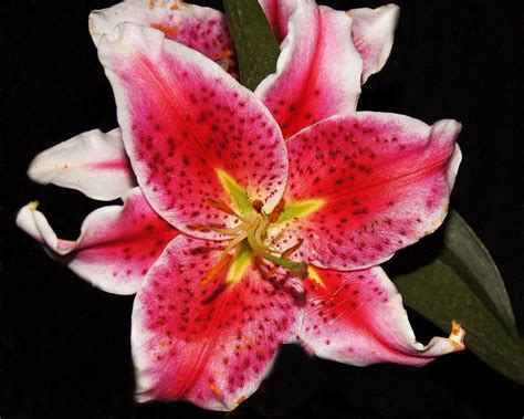 Beautiful Lilly Photograph By Carol Bilodeau Fine Art America