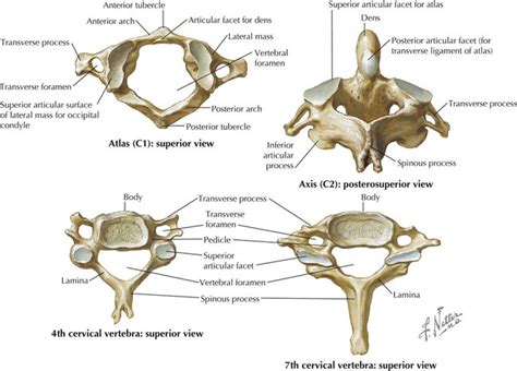 Back Basicmedical Key