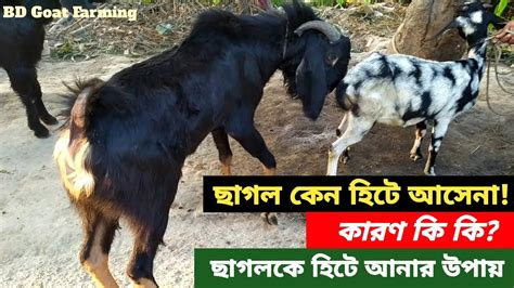 ছাগল কেন হিটে আসেনা কারণ কি ছাগলকে ৭ দিনে হিটে আনুন ছাগল হিটে