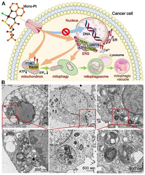 铂配合物抑制肿瘤细胞的新机制——诱发内质网应激介导的线粒体自噬 X Mol资讯