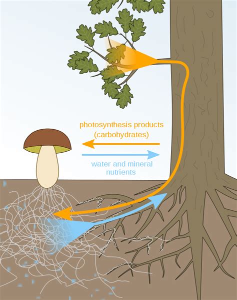 GardenSmart :: ARTICLES :: Mycorrhizal Fungi and Healthy Plants | Edible garden, Food forest ...