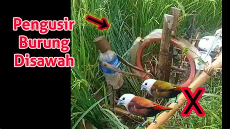 Hiburan Alam Alat Pengusir Burung Di Sawah Youtube