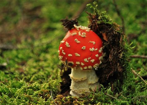 Fly Agaric Mushroom Mushrooms Free Photo On Pixabay