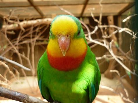 Free Images Bird Portrait Green Beak Yellow Closeup Fauna Lorikeet Lovebird Australia