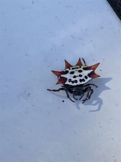 Spinybacked Orbweaver From Leamington Ln Naples Fl Us On February