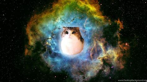 Space Cat HD Wallpapers - Top Free Space Cat HD Backgrounds ...