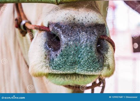 Cows Nose Ring With A Rope Stock Image Image Of Bull 129927687