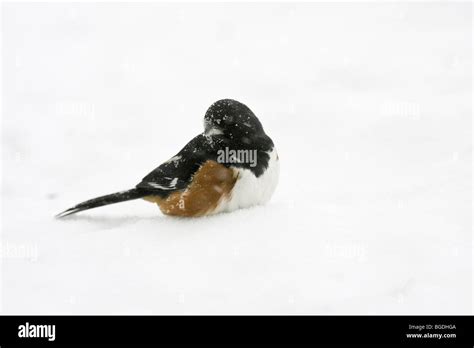 Eastern Towhee Cut Out Stock Images And Pictures Alamy