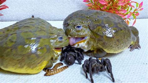 African Bullfrog Tries To Eat Big Spider Worms Warning Live Feeding