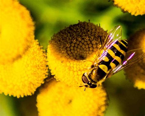 Fondos de pantalla naturaleza fotografía insecto amarillo Noruega