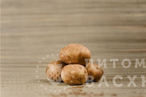Картофель семенной Свитанок Киевский купить оптом и в розницу ...