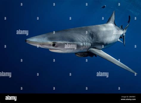 Blue Shark In Cabo San Lucas Stock Photo Alamy