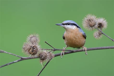 Kleiber (Forum für Naturfotografen)