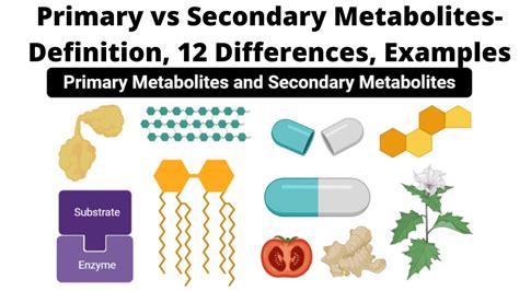 Primary Vs Secondary Metabolites Definition Differences Examples