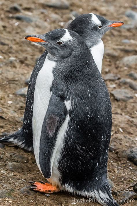 Antarctica Wildlife | Hawke Photography