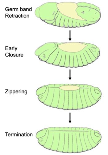 cell migration in whole organisms Flashcards | Quizlet