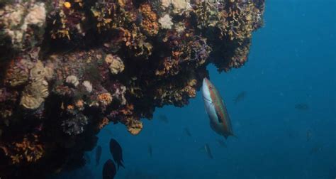 Dive locations , Fazana, Istria | Caretta Diving