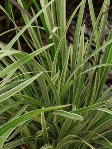 Ophiopogon Japonicus Silver Mist Slangebaard Japanse Slangengras