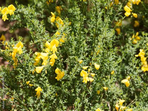 Cytisus Scoparius Common Broom Or Scotch Broom With Branch Without