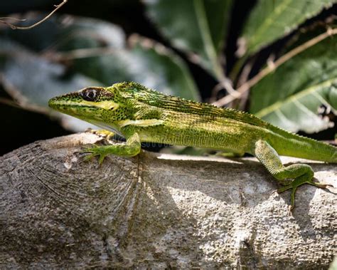 Closeup of Cuban Night Anole Lizard, Invasive Species on a Rock Stock ...