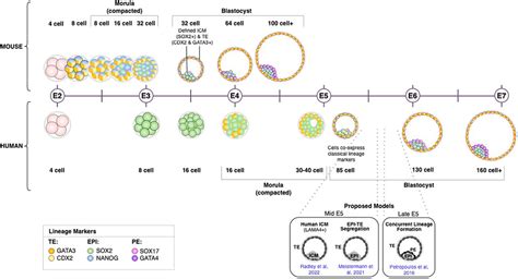 Cross Species Comparison Of Mouse And Human Preimplantation Development