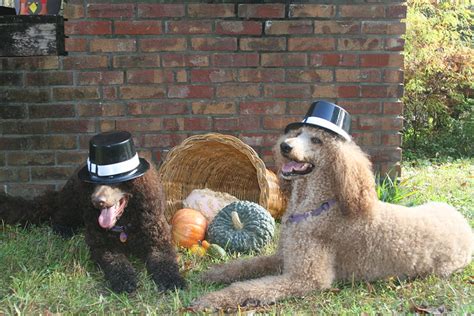 Thanksgiving Greetings From The Sunshine Boys Poodle Forum