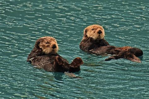 Two Sea Otters Dave Bezaire Flickr