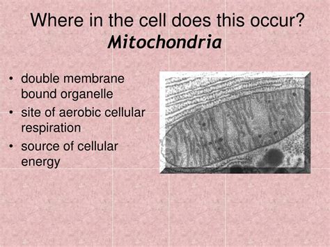 Ppt 2 Cellular Respiration Powerpoint Presentation Free Download Id 415290