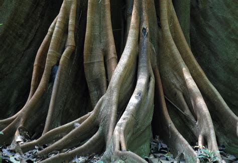 Banco de imagens árvore ramo plantar madeira tronco formação