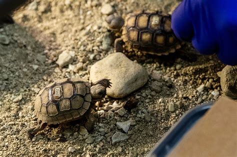 Baby Desert Tortoise Hatching