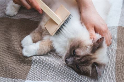 How To Get Rid Of Matted Cat Fur That Cuddly Cat