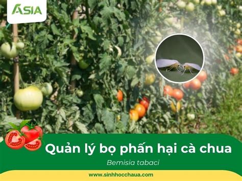 cac bien phap quan ly bo phan hai ca chua asia trao tron giai phap xanh