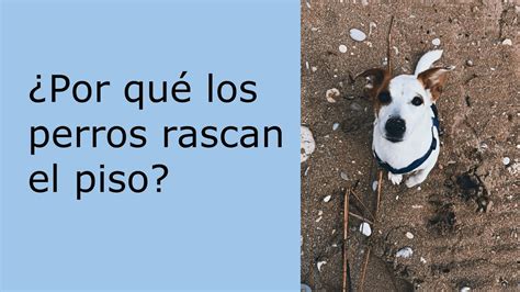 Por Qu Los Perros Rascan Y Marcan Las Paredes Causas Y Soluciones