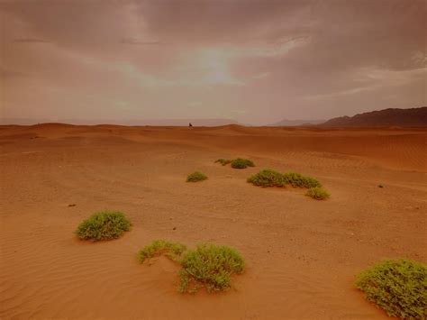 Sahara Desert Facts