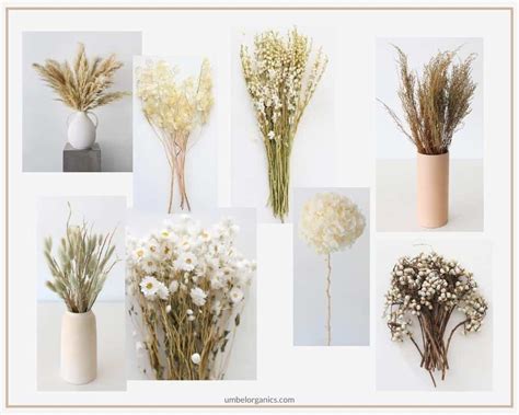 Natural And Eco Friendly Dried Flowers And Grasses Umbel Organics