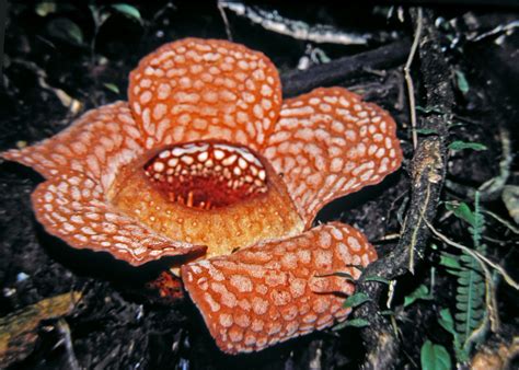 Rafflesia Gadutensis Rafflesiaceae Image At Phytoimages Siu Edu