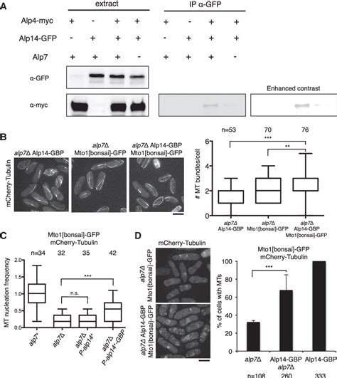 Figure 7 From The XMAP215 Ortholog Alp14 Promotes Microtubule