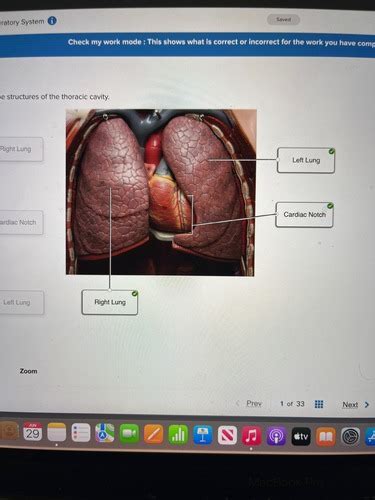 Respiratory System Flashcards Quizlet