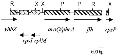 Genetic Map Of The 44 Kb Fragment Containing The Aroqphea Gene From