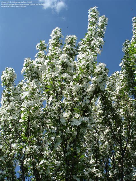 Plantfiles Pictures Flowering Crabapple Adirondack Malus By