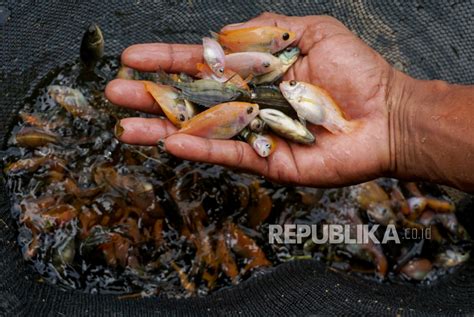 Tiga Kecamatan Di Pati Jateng Jadi Sentra Budidaya Ikan Nila Salin