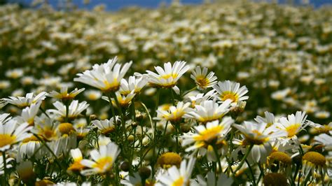 White Yellow Chamomile Flowers Plants In Blur Background Hd Flowers